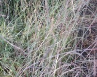 andropogon capillipes 10-10cr.jpg